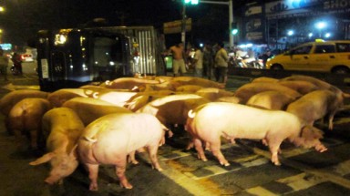 Xe tải lật, 30 con lợn chạy tán loạn