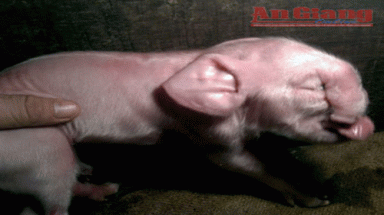  Heo con giống… voi