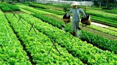 An Giang: Thí điểm thành công chuỗi liên kết sản xuất và tiêu thụ rau màu