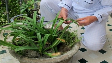 Bí ẩn lá cây giúp nam nữ... ngừa thai ở Quảng Trị