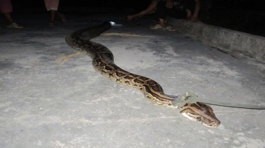 Bắt được trăn gấm nặng hơn 35 kg