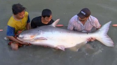 Bắt được cá tra dầu nặng 72kg