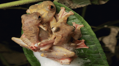  Những loài vật "kì lạ" nhất hành tinh