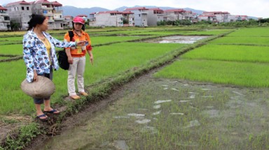  Bắc Giang: Giống lúa lai làm hại người dân