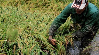 Bạc Liêu chống úng ngập cứu lúa