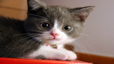 Coi chừng nhiễm kí sinh trùng chết người từ mèo