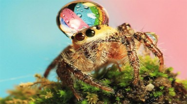 Những khoảnh khắc 'xuất thần' của động vật