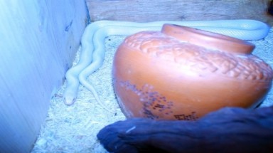   Xuất hiện rắn bạch tạng cực hiếm ở Hà Nội