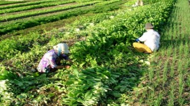 Đà Nẵng: Sông “gặm” dần vùng rau sạch