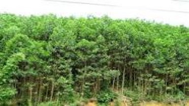 Cháy hàng chục ha rừng bạch đàn tái sinh