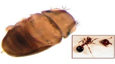  Phát hiện loài ruồi nhỏ hơn hạt muối