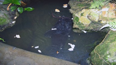  Cá trê dài 1,6m ở Gia Lai