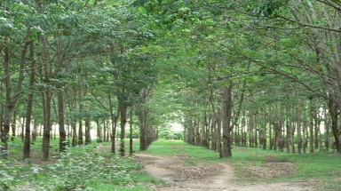   Chuyển đổi cơ cấu cây trồng ở miền núi Thừa Thiên - Huế