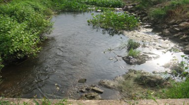   Cơ sở giết mổ gia súc xả thẳng nước thải ra kênh