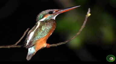 Vẻ đẹp chim bói cá Việt Nam