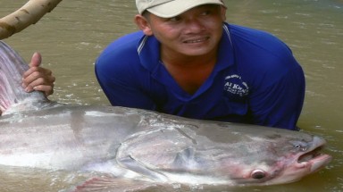  Tiếp tục bắt được cá tra "khổng lồ" ở An Giang