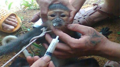 Man rợ "mốt" ăn thịt thú rừng