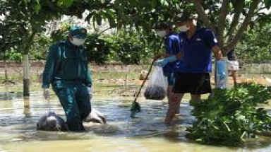 50 người cưỡng chế một đàn... chuột