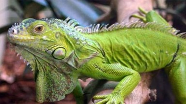  Vẻ đẹp tuyệt vời của loài cự đà có màu xanh như ngọc