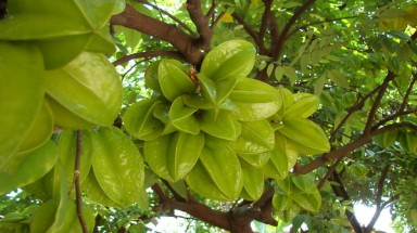 Thuốc từ khế