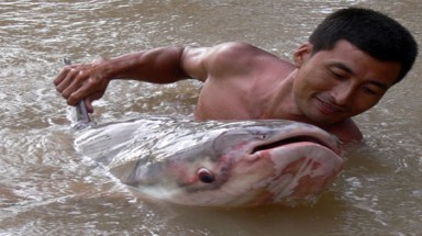  Chăm sóc đặc biệt cho con cá tra dầu 86kg