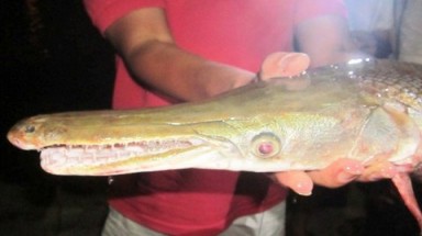   Nghệ An: Câu được cá "kỳ dị" giữa thành phố