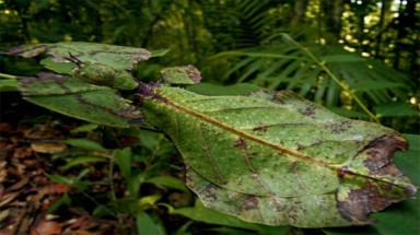   Những động vật ngụy trang "siêu đẳng" ở Việt Nam