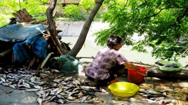 Sau mưa, dân bắt hàng tạ cá trên sông Tô Lịch