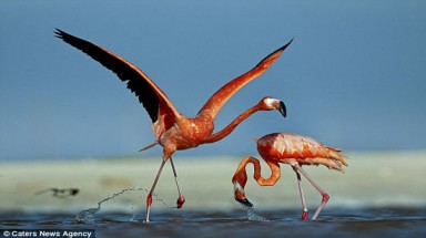  Chim hồng hạc xếp thành hình trái tim 