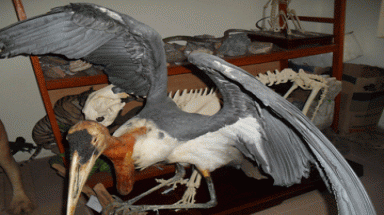  Bảo tàng Thiên nhiên Việt Nam tiếp nhận mẫu thú hiếm