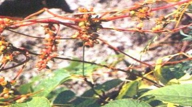Hạt tơ hồng: Chữa đau lưng mỏi gối, liệt dương.