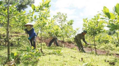 Gia Lai đảm bảo kế hoạch trồng mới 7.000 ha rừng