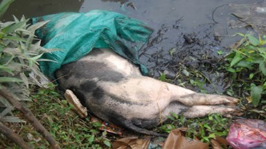  Bị phạt vì vứt xác lợn bệnh ra ao 