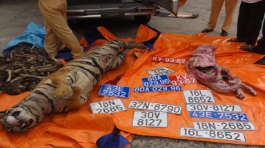  Bắt xe chở xác hổ bằng nhiều biển số giả