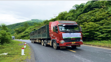 Đàn bò sữa 1000 con được Vinamilk nhập khẩu cho trang trại tại Lào