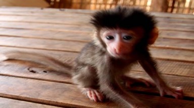 Chuyện cảm động về những ân nhân của linh trưởng