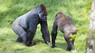  Hai anh em khỉ đột mừng đoàn tụ