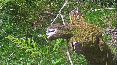  Thân cây kỳ quái có hình khuôn mặt