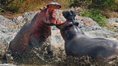  Cận cảnh hà mã quyết chiến tranh ngôi đầu đàn