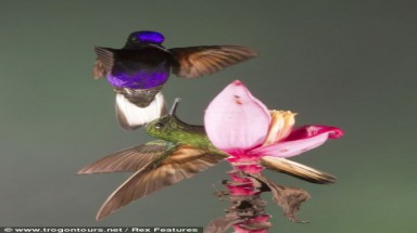 Ảnh đẹp: Chim ruồi tranh ăn