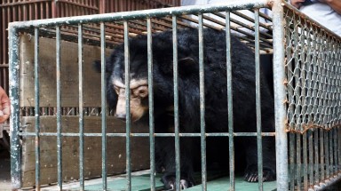 Thắt chặt công tác kiểm soát gấu nuôi nhốt qua chương trình tái gắn chíp