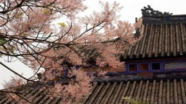 Huyền thoại hoa ngô đồng