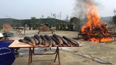  Ngày Voi thế giới 12/8: Biến tiêu hủy ngà voi trở thành thông lệ tại Việt Nam