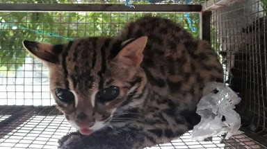 Hơn 140 cá thể động vật hoang dã được giải cứu từ đầu năm 2019