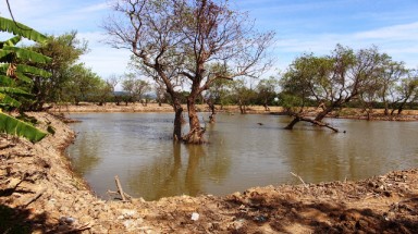 Quảng Bình: Phá tan hoang rừng bần vì tin đồn được Formosa đền bù?