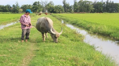Thông tin mới vụ thu phí trâu bò ăn cỏ ở Quảng Bình