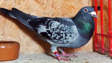    Hàng trăm con chim mất tích vùng ”tam giác quỷ”