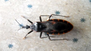  Qui Nhơn: Lại bắt được thêm bọ xít hút máu người