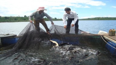  Mở rộng diện tích nuôi cá “nghìn đô”