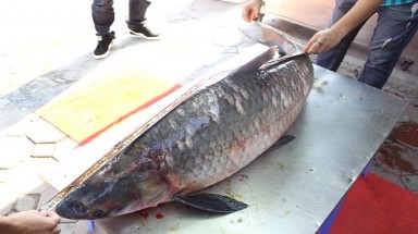 Cá trắm "khủng" 42 kg từ hồ Thác Bà về Hà Nội